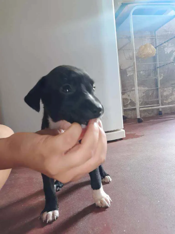 Cachorro ra a Vira lata idade Abaixo de 2 meses nome Filhotes