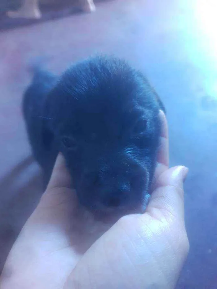 Cachorro ra a Vira lata idade Abaixo de 2 meses nome Filhotes