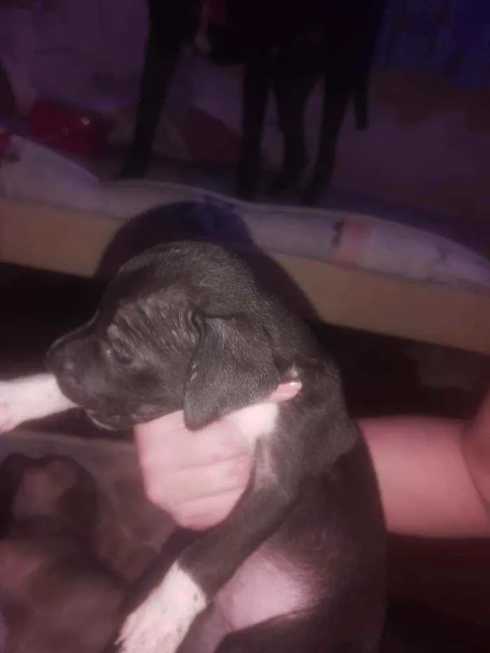 Cachorro ra a Vira lata idade Abaixo de 2 meses nome Filhotes