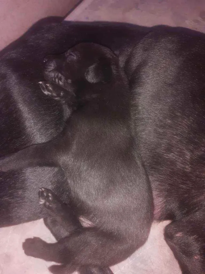 Cachorro ra a Vira lata idade Abaixo de 2 meses nome Filhotes