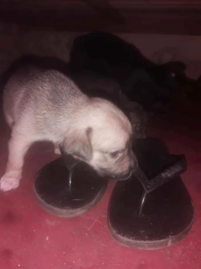 Cachorro ra a Vira lata idade Abaixo de 2 meses nome Filhotes