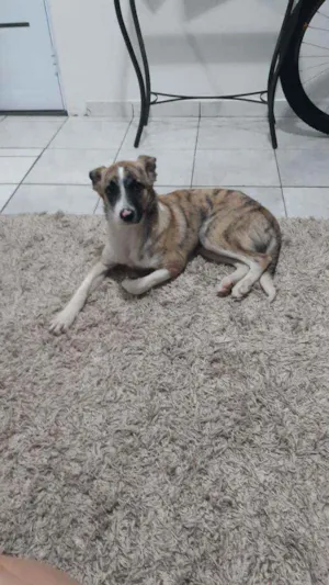 Cachorro raça  idade 7 a 11 meses nome Bob