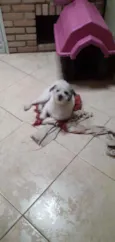 Snoppy