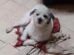 Cachorro raça Poodle  idade 7 a 11 meses nome Snoppy 