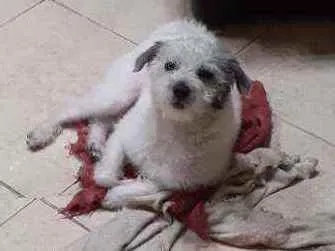 Cachorro ra a Poodle  idade 7 a 11 meses nome Snoppy