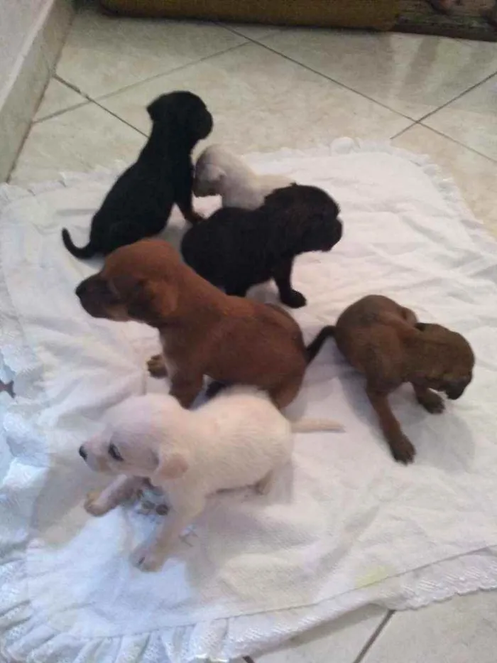 Cachorro ra a Vira lata idade Abaixo de 2 meses nome Filhotes