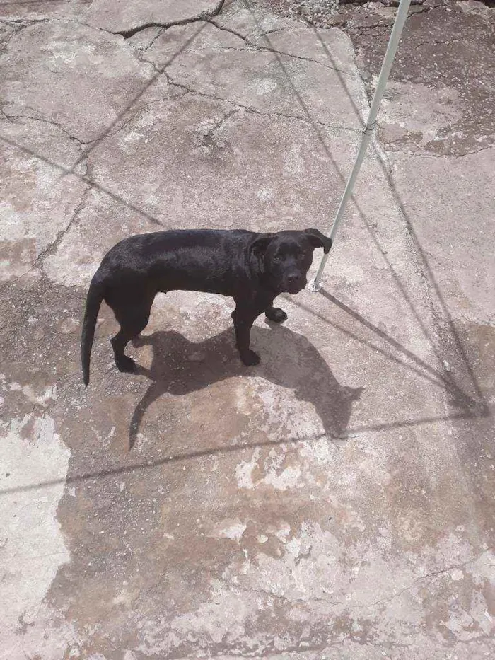 Cachorro ra a Labrador idade 1 ano nome Luna