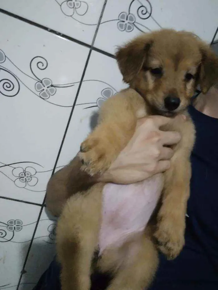 Cachorro ra a SRD idade 2 a 6 meses nome Vênus