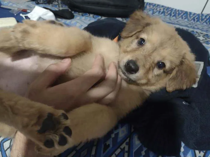 Cachorro ra a SRD idade 2 a 6 meses nome Vênus