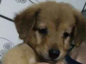 Cachorro raça SRD idade 2 a 6 meses nome Vênus