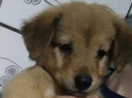Cachorro ra a SRD idade 2 a 6 meses nome Vênus