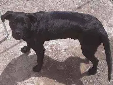 Cachorro ra a Labrador idade 1 ano nome Luna