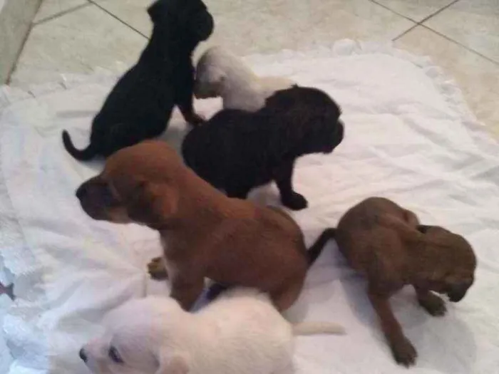 Cachorro ra a Vira lata idade Abaixo de 2 meses nome Filhotes
