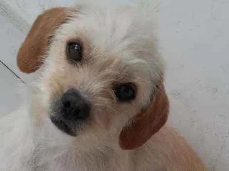 Cachorro raça E meio misturada  idade 1 ano nome Lola