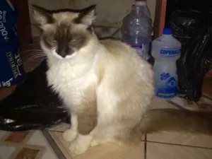 Gato raça INDEFINIDA idade 2 anos nome SEM NOME