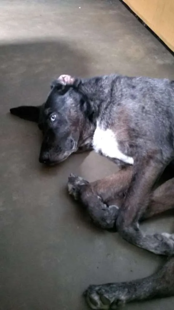 Cachorro ra a Vira lata idade 6 ou mais anos nome Blue