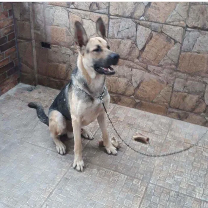 Cachorro ra a Pastor alemão idade 2 anos nome Sultão