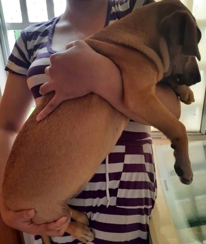 Cachorro ra a SRD idade 2 a 6 meses nome Luna