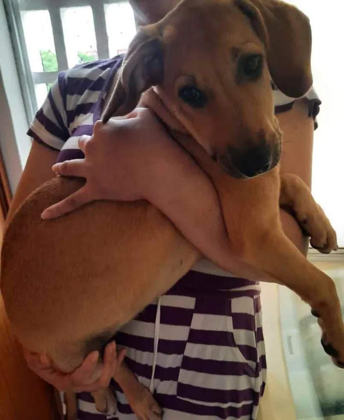 Cachorro ra a SRD idade 2 a 6 meses nome Luna