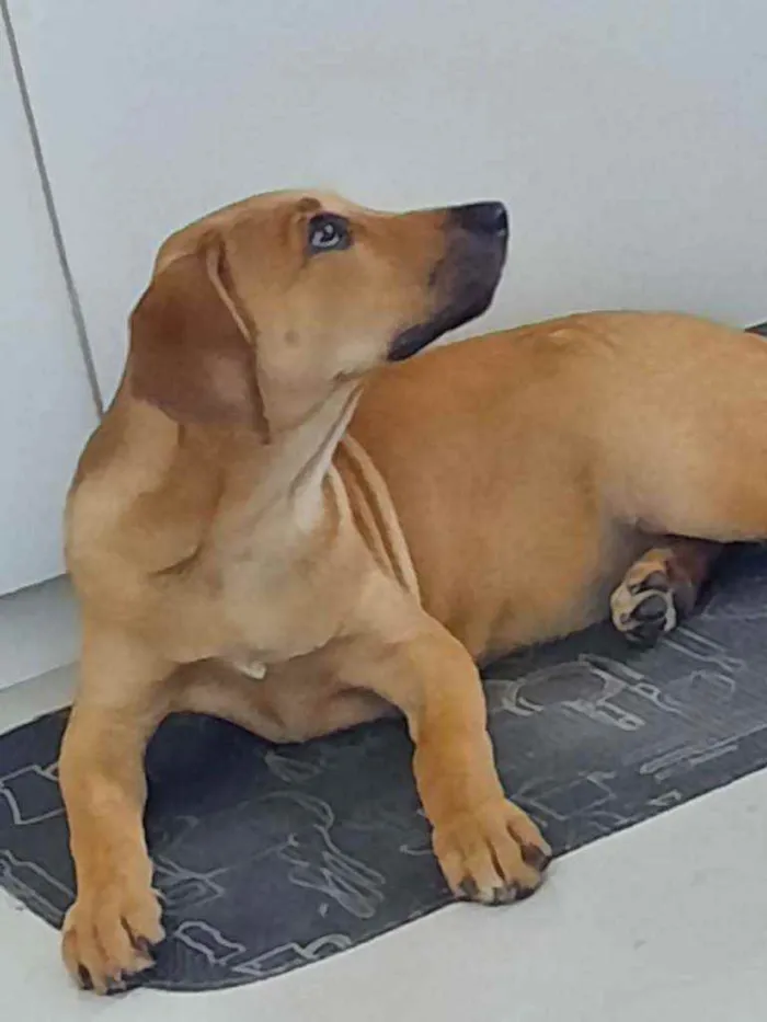 Cachorro ra a SRD idade 2 a 6 meses nome Luna