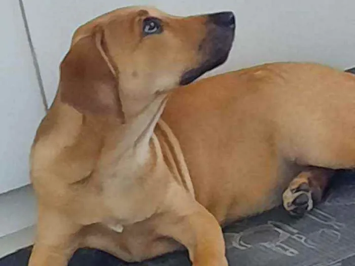 Cachorro ra a SRD idade 2 a 6 meses nome Luna