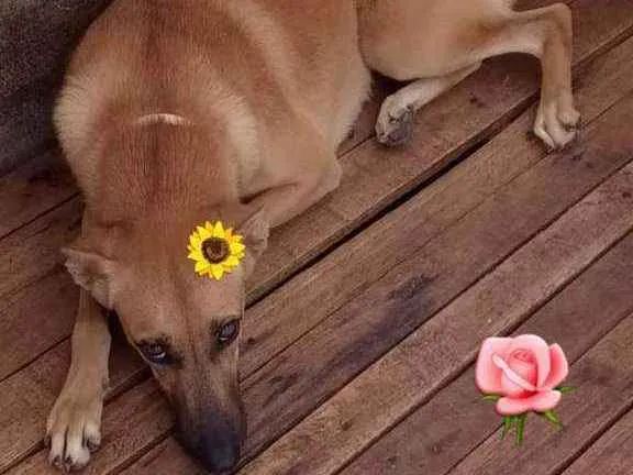 Cachorro ra a Vira lata idade 2 anos nome Espingarda