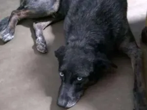 Cachorro raça Vira lata idade 6 ou mais anos nome Blue