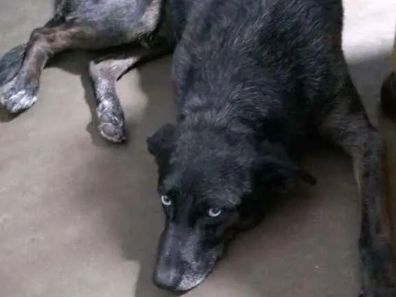 Cachorro ra a Vira lata idade 6 ou mais anos nome Blue