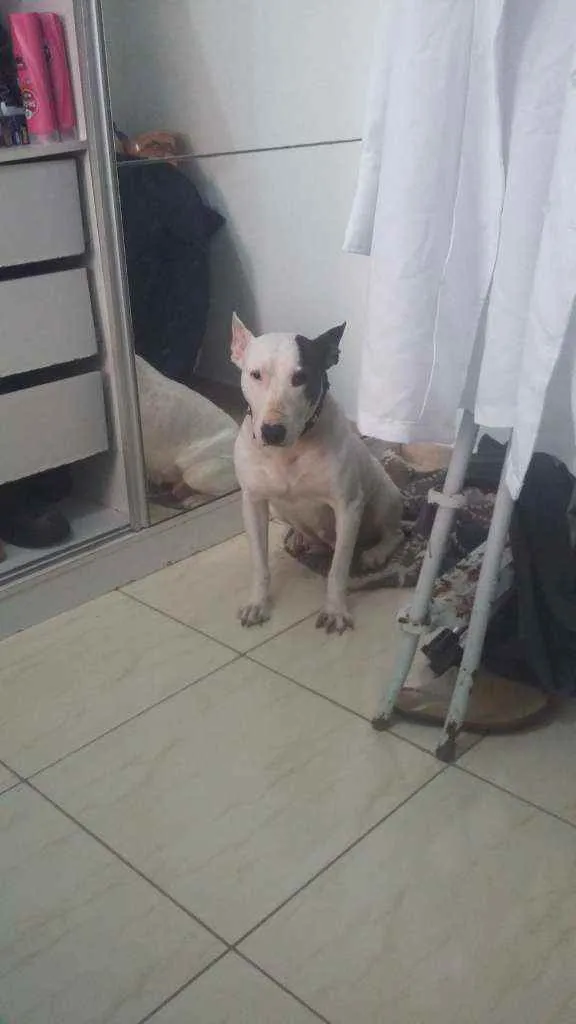 Cachorro ra a Pitt bull idade 2 anos nome Kitana
