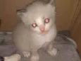 Fofuras