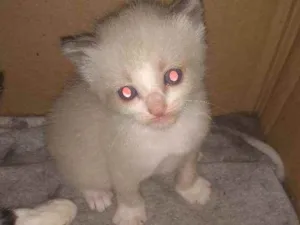 Gato raça Sdr idade Abaixo de 2 meses nome Fofuras
