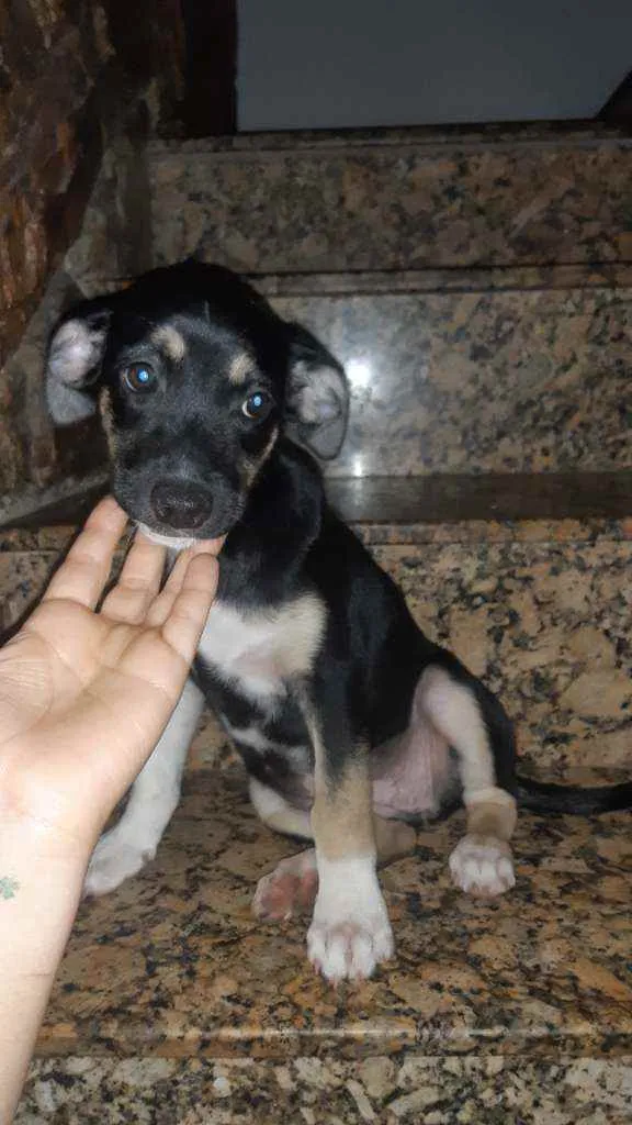 Cachorro ra a  idade 2 a 6 meses nome Pretinha