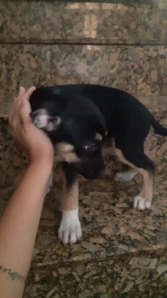 Cachorro ra a  idade 2 a 6 meses nome Pretinha