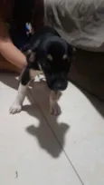 Pretinha