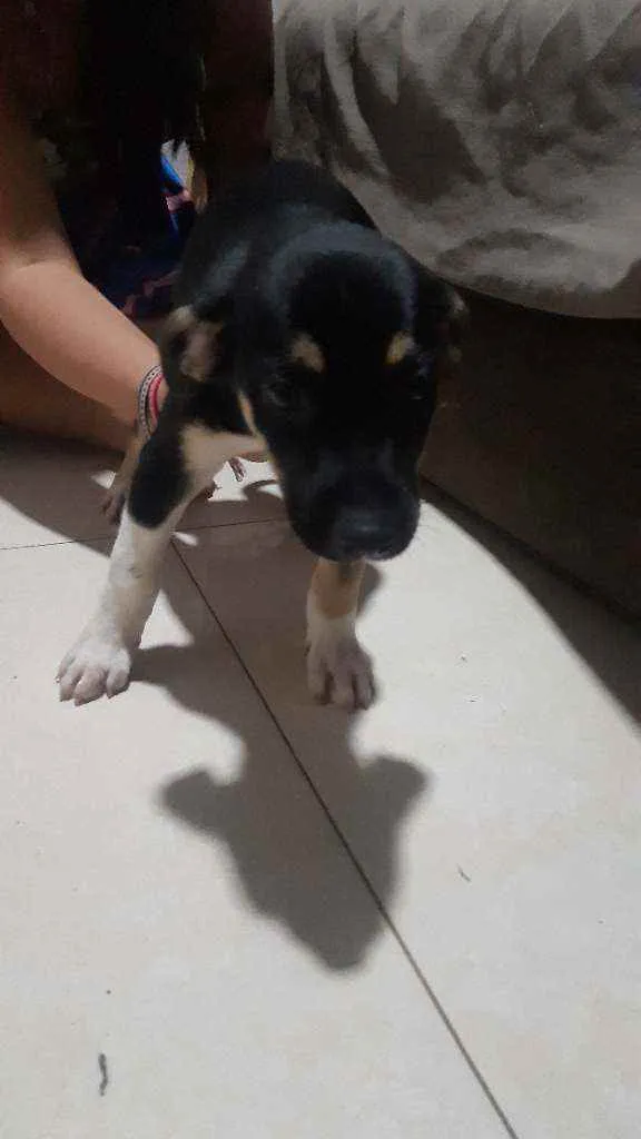 Cachorro ra a  idade 2 a 6 meses nome Pretinha