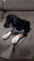 Pretinha