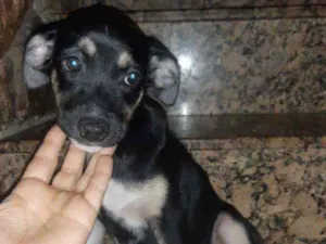 Cachorro raça  idade 2 a 6 meses nome Pretinha