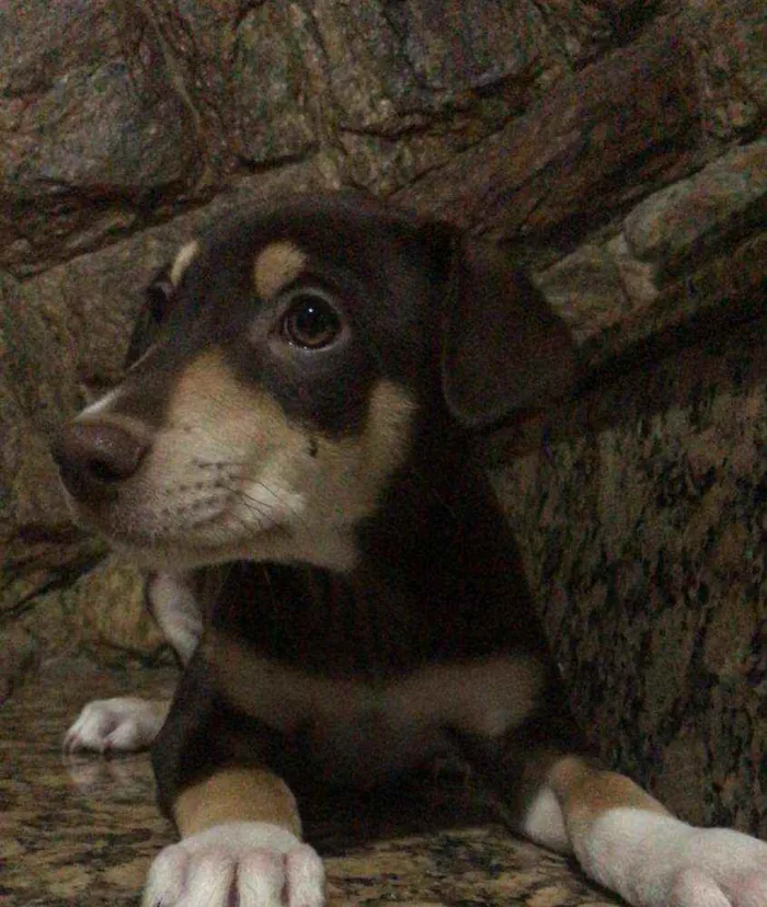 Cachorro ra a Sem raça determinada idade 2 a 6 meses nome Chocolate