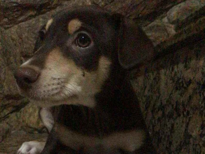 Cachorro ra a Sem raça determinada idade 2 a 6 meses nome Chocolate