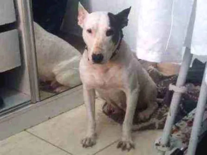 Cachorro ra a Pitt bull idade 2 anos nome Kitana