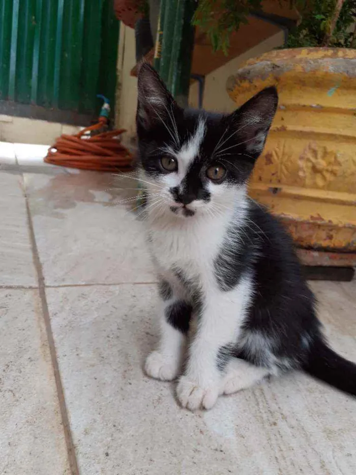 Gato ra a  idade 2 a 6 meses nome sem nome