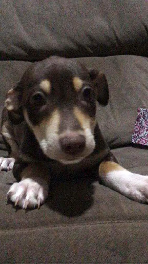 Cachorro ra a Sem raça determinada idade 2 a 6 meses nome Chocolate