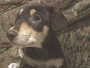 Cachorro raça Sem raça determinada idade 2 a 6 meses nome Chocolate
