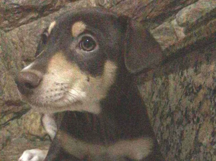 Cachorro ra a Sem raça determinada idade 2 a 6 meses nome Chocolate