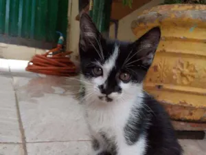 Gato raça  idade 2 a 6 meses nome sem nome
