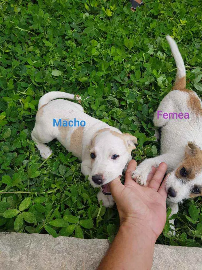 Cachorro raça Indefinido  idade 2 a 6 meses nome Sem nome