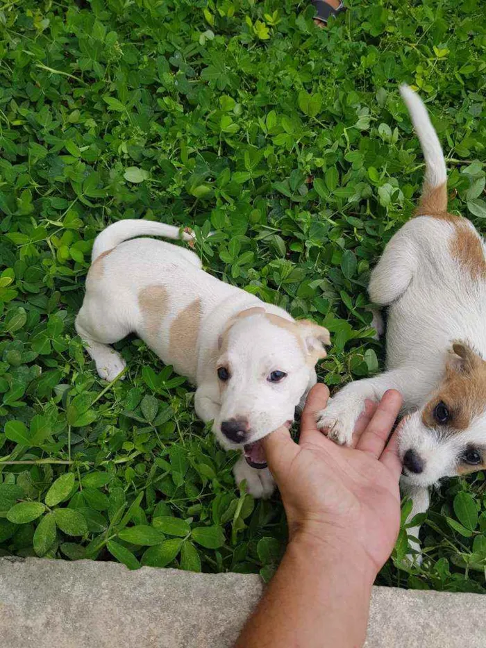 Cachorro raça Indefinido  idade 2 a 6 meses nome Sem nome