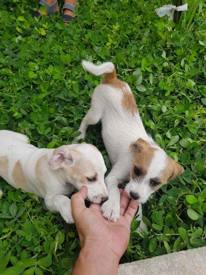 Cachorro raça Indefinido  idade 2 a 6 meses nome Sem nome