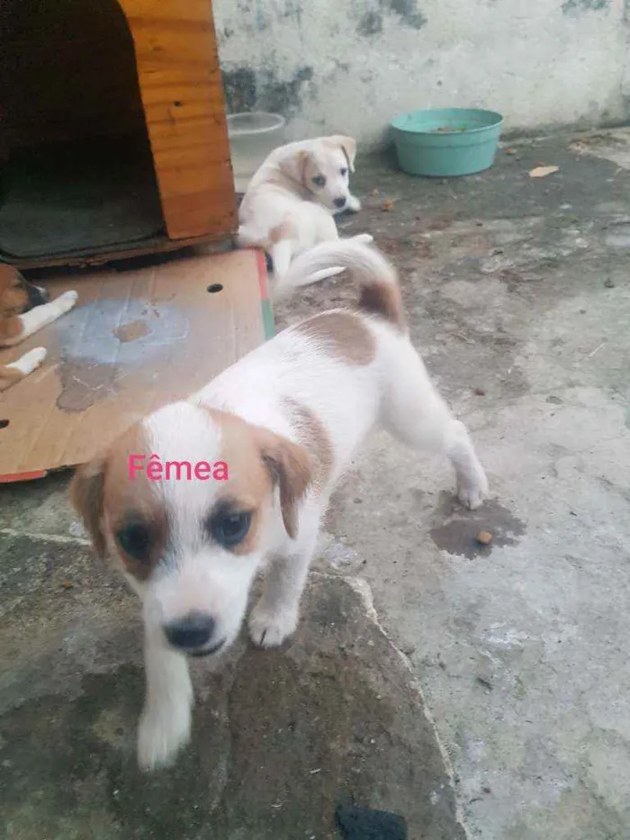 Cachorro raça Indefinido  idade 2 a 6 meses nome Sem nome