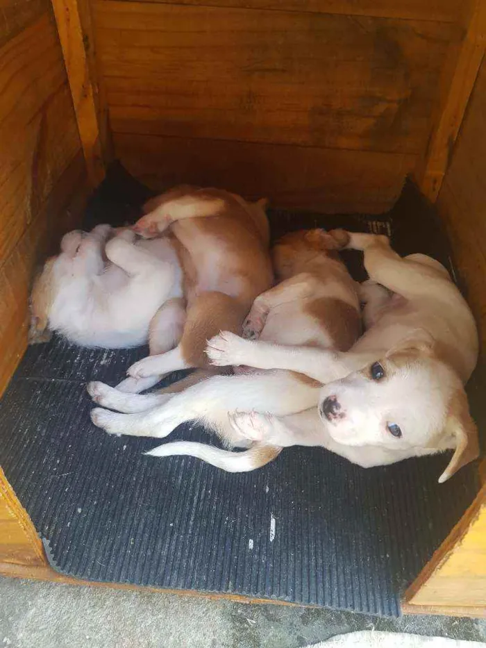 Cachorro raça Indefinido  idade 2 a 6 meses nome Sem nome